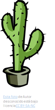 Cactus